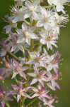 Osceola's plume <BR>Death camas <BR>Crow poison